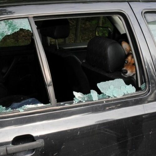 Dzięki ludzkiej czujności, policjanci uratowali psa zamkniętego w samochodzie