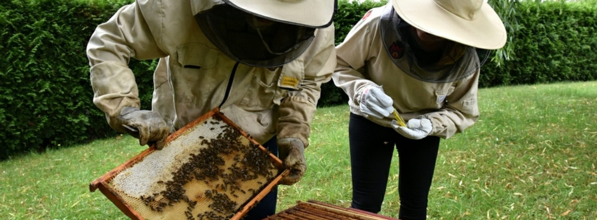 Poddawanie matki pszczelej do ula przy starostwie